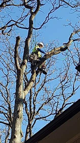 Completed tree service project in St. Louis area
