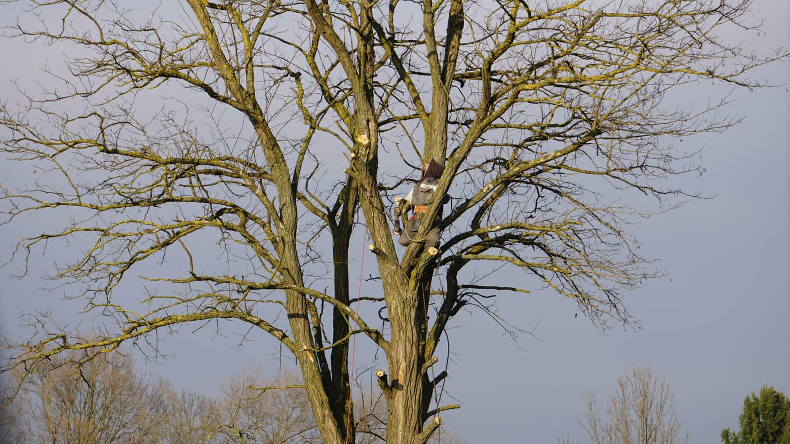 Expert arborist consulting