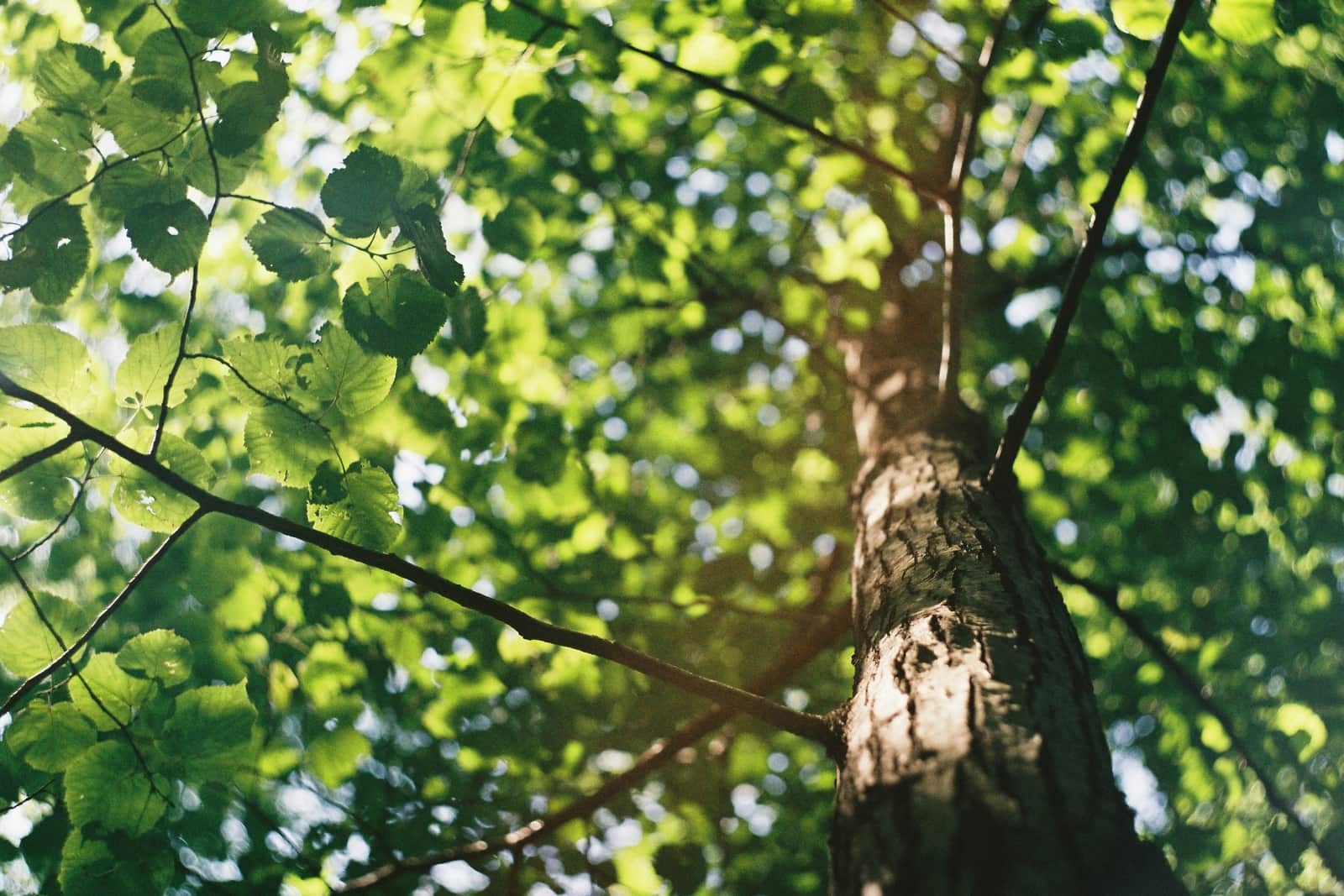 Plant health care and tree spraying