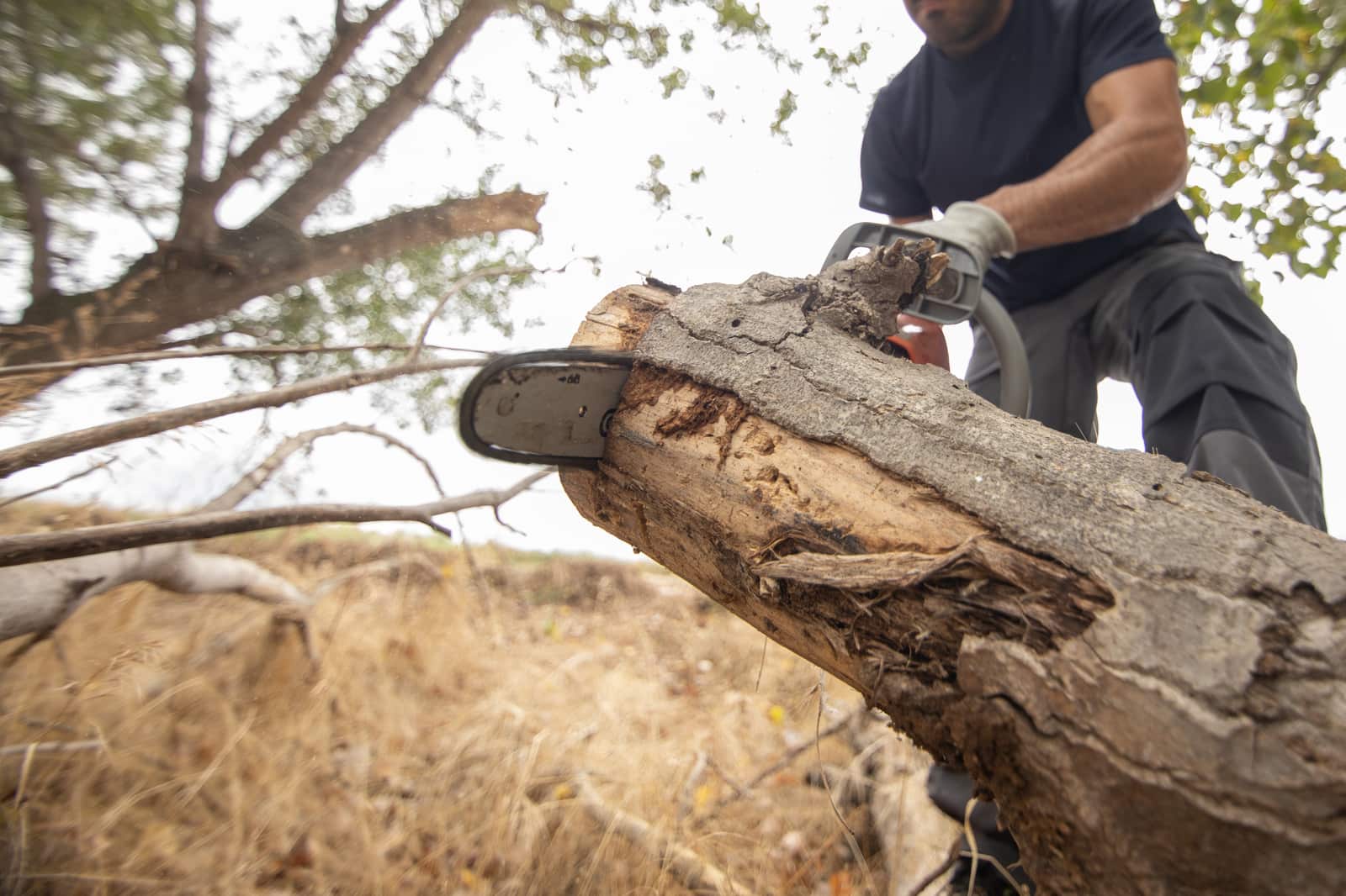 Professional stump grinding