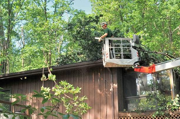 Professional tree removal service