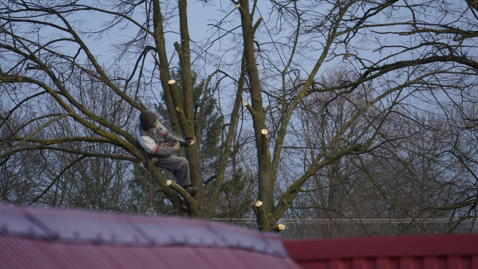 Expert tree trimming by ISA Certified Arborists