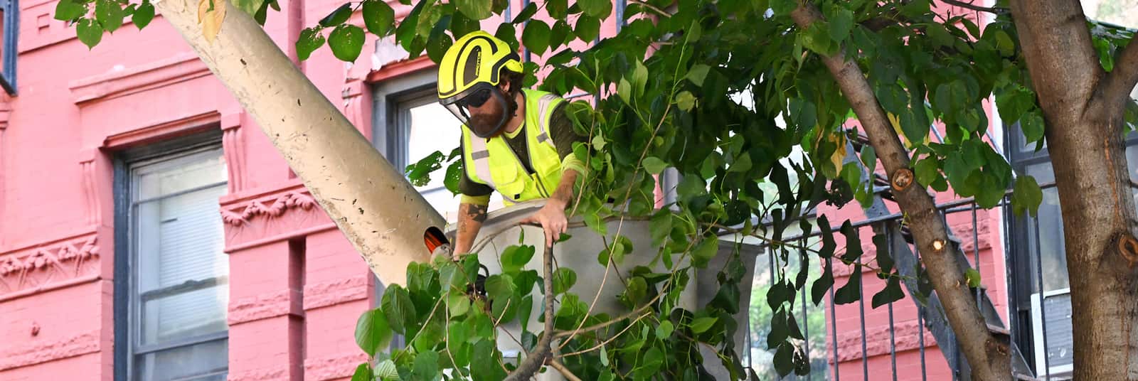 Allen's Tree Service crew in action