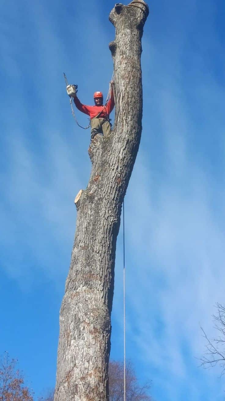 Allen's Tree Service crew